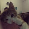 lazykittys
