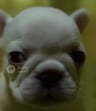 Pibble_Castle_player360380