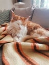 Kittygames2025