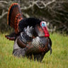 Turkeylover