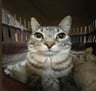 Zazu_The_Cat