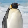 pingui404