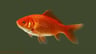 Solid_Goldfish
