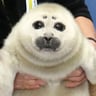 sealwaffle