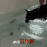 gup