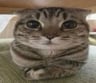 FluffyKittensLover