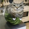 Watermelon_interactive