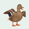 ExplainedByDucksSim