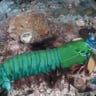 Mantisshrimp_lol