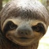 Sloth_Company
