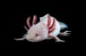 axolotlcreates64