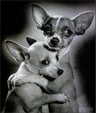 chudful
