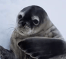 sealboi