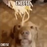 The_cheese_man