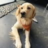 supercooperfan