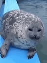 Gyu_seal