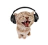 headphone_cat