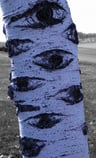 Birch_tree