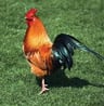 Chickenn