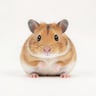 simplehamster