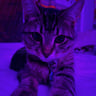 Silleh