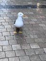 Randomahhaccount