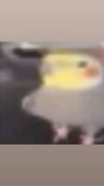 MrBirb