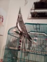 Stormthebirb