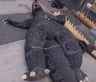 KaijuGuy