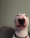 Doggiee