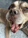 OfficialDog