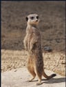 Sorrymeerkat1354
