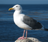 Seagulls