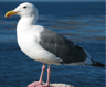 Seagulls