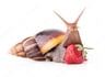 MillTheSnail