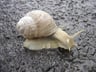 MillTheSnail