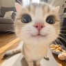 MrMeowMeow