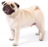 PuggoNEW