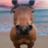 HORSEHORSE