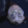 TheBarreleyeFish