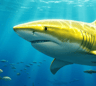 LemonShark